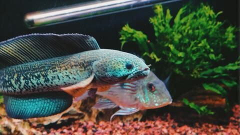 龍魚怎樣防止掉眼淚 龍魚怎樣防止掉眼淚 龍魚百科 第2張