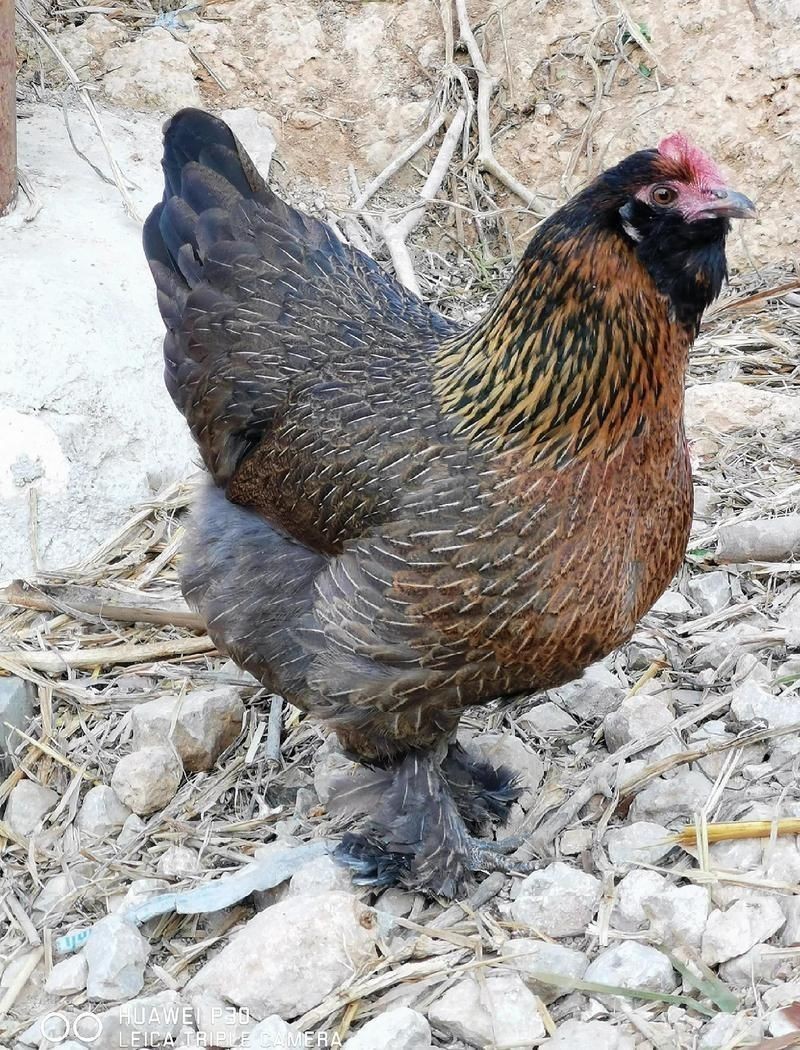 金鳳和銀鳳的區別
