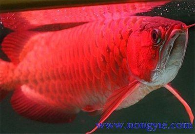紅龍魚可以分為多種類型，紅龍魚分幾種類型，：紅龍魚分幾種類型，