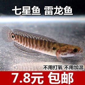 彩虹雷龍和七星魚有什么區(qū)別：彩虹雷龍和七星魚有什么區(qū)別呢？