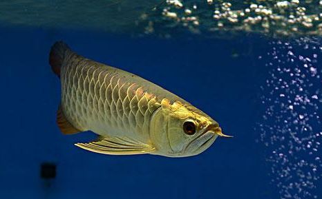 金龍魚最高水溫和最低水溫的區(qū)別在哪：金龍魚最高水溫和最低水溫分別是31℃和[需手動填充]和[需手動填充] 金龍魚最高水溫和最低水溫的區(qū)別在哪：金龍魚最高水溫和最低水溫分別是31℃和[需手動填充]和[需手動填充] 龍魚百科 第2張
