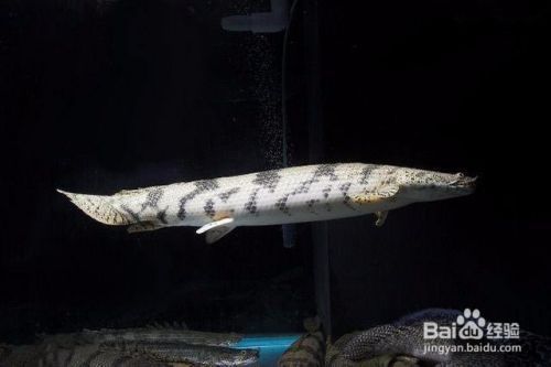虎斑恐龍魚（虎斑恐龍魚批發(fā)價格）