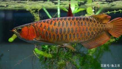 龍魚吃的少是什么原因呢（如何判斷龍魚吃食情況） 龍魚吃的少是什么原因呢（如何判斷龍魚吃食情況） 龍魚百科 第2張