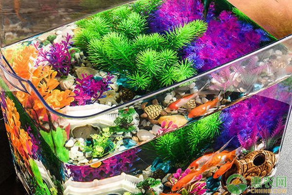龍魚和招財魚打架會一直打嗎為什么呢：如何判斷龍魚和招財魚打架嚴(yán)重嗎,龍魚招財魚打架頻率高嗎