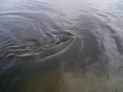 龍魚閣魚缸是品牌嗎：龍魚閣魚缸是哪家生產的品牌？深度解析龍魚閣魚缸的生產背景與品質