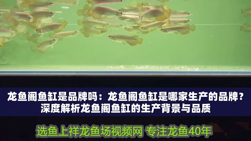龍魚閣魚缸是品牌嗎：龍魚閣魚缸是哪家生產的品牌？深度解析龍魚閣魚缸的生產背景與品質