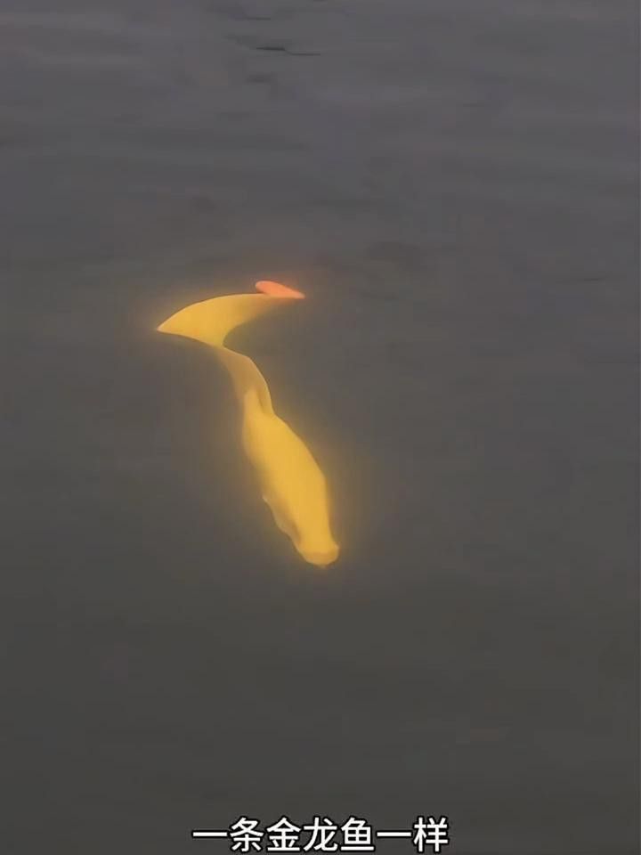 如何拍攝金龍魚的最佳游動姿態(tài)？