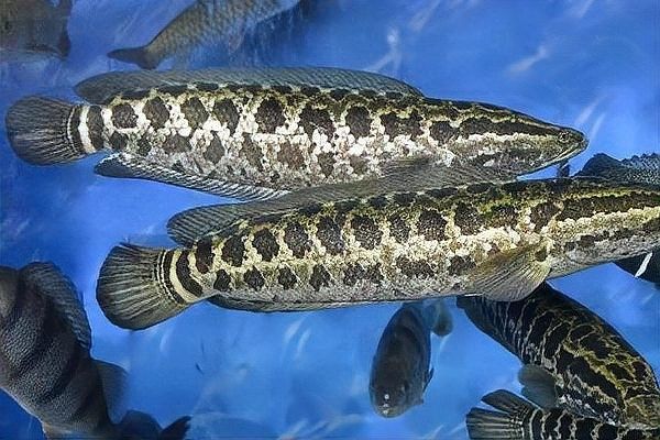 龍魚和黑魚那個有刺 龍魚和黑魚那個有刺 龍魚百科 第1張