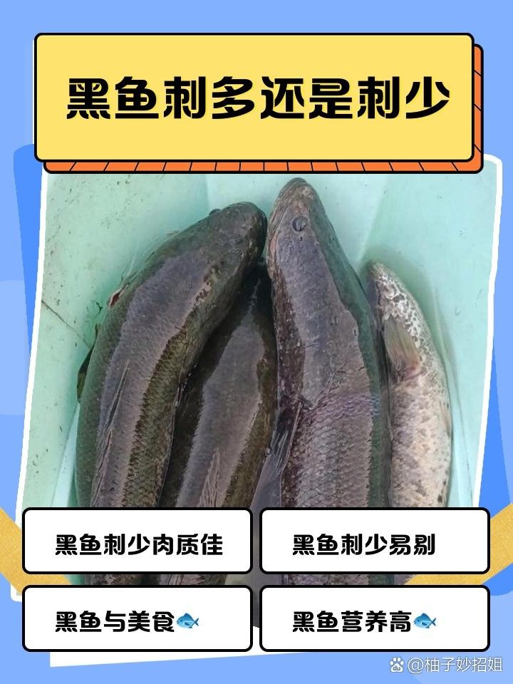 龍魚和黑魚那個有刺 龍魚和黑魚那個有刺 龍魚百科 第3張