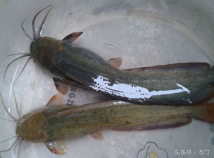 龍魚魚身彎（龍魚身體彎曲怎么辦）