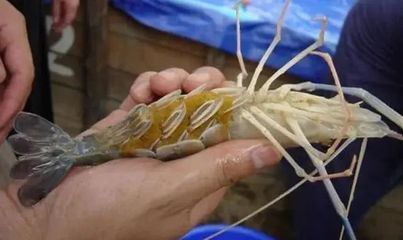 龍魚魚身彎（龍魚身體彎曲怎么辦）