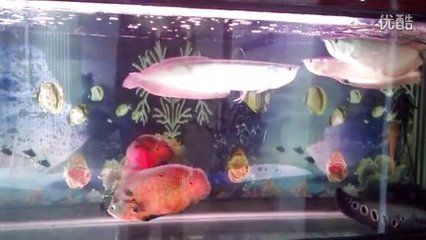銀龍魚和鸚鵡魚和地圖魚混養怎么喂食（銀龍魚、鸚鵡魚和地圖魚在混養時的喂食方法各有特點）