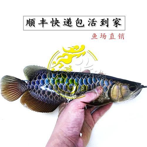進口龍魚的價格范圍是多少？