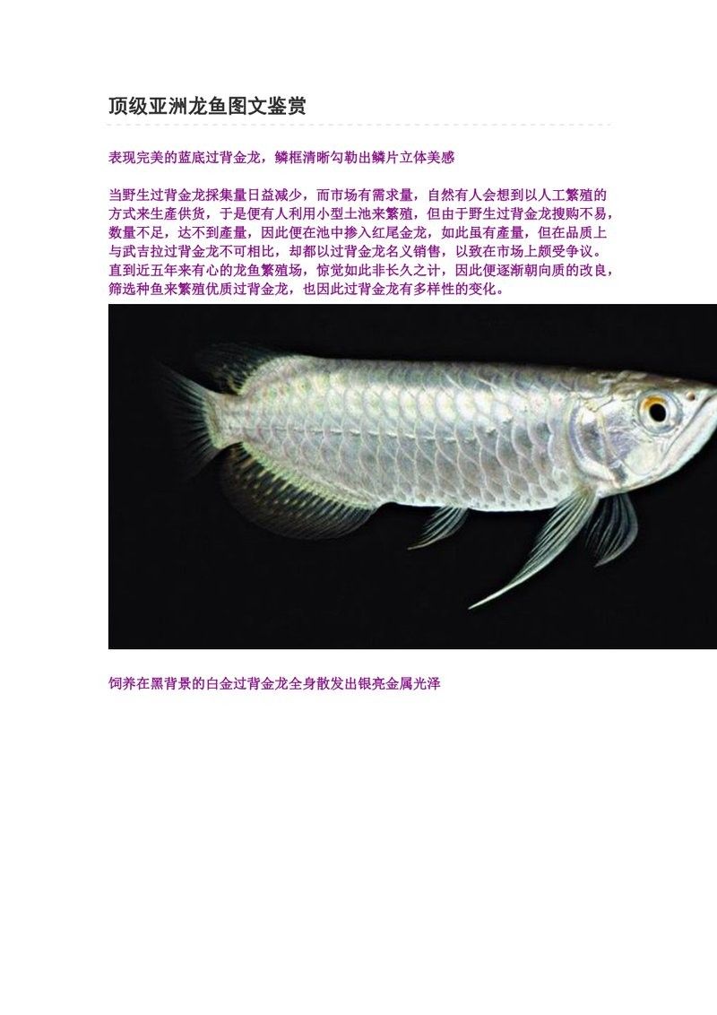 龍魚工業布奇美拉