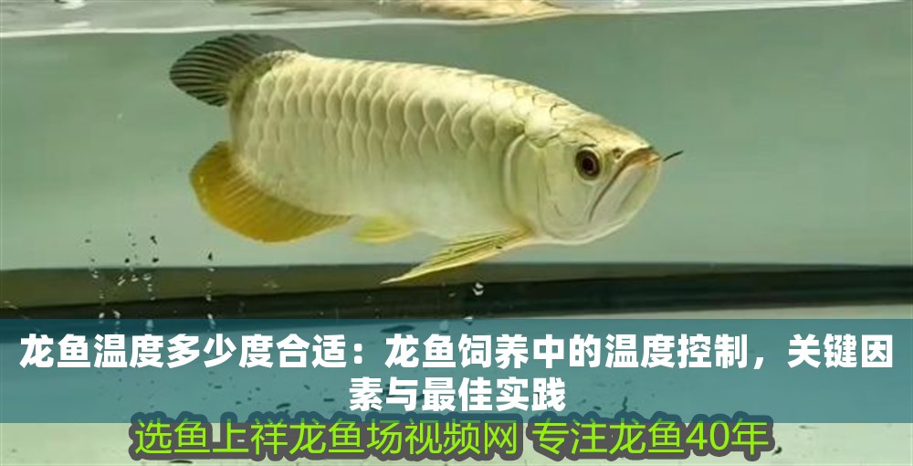 龍魚溫度多少度合適：龍魚飼養中的溫度控制，關鍵因素與最佳實踐
