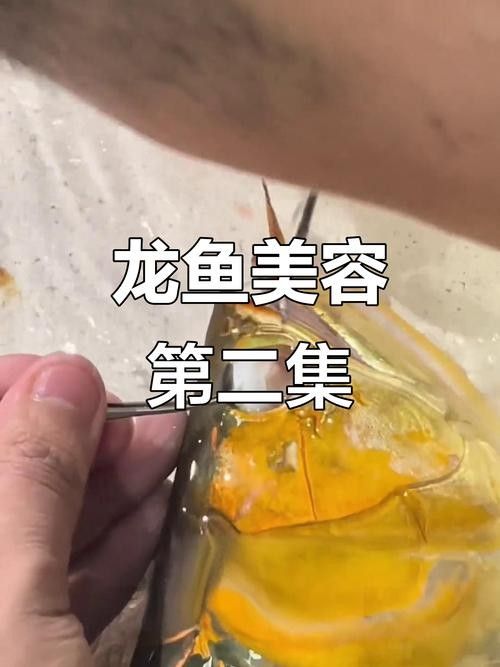 龍魚掉眼不管會怎么樣嗎圖片