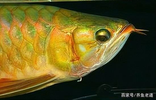 龍魚掉眼不管會怎么樣嗎圖片