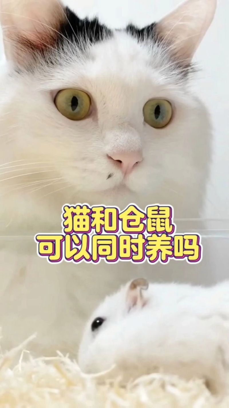 寵物貓和龍鼠混養(yǎng)有哪些風(fēng)險(xiǎn)？