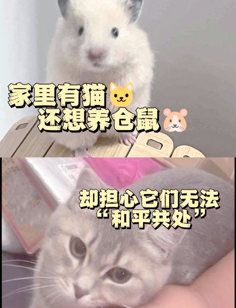 寵物貓和龍鼠混養(yǎng)有哪些風(fēng)險(xiǎn)？