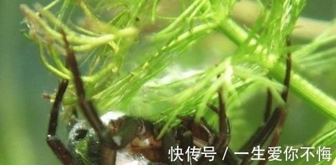 龍魚缸水溫32度需要增氧嗎為什么：龍魚缸水溫保持在32度，是否需要增氧取決于多種因素 龍魚缸水溫32度需要增氧嗎為什么：龍魚缸水溫保持在32度，是否需要增氧取決于多種因素 龍魚百科 第2張