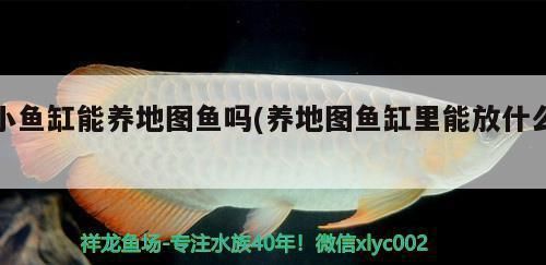 虎魚和龍魚混養(yǎng)可以嗎（虎魚和龍魚可以混養(yǎng)嗎）
