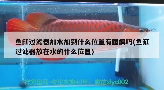 紅龍魚飼養(yǎng)方法大全圖解視頻（紅龍魚飼養(yǎng)方法大全圖解視頻教程） 紅龍魚飼養(yǎng)方法大全圖解視頻（紅龍魚飼養(yǎng)方法大全圖解視頻教程） 龍魚百科