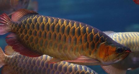龍魚可以放生嗎：如何判斷龍魚放生后的生存率，替代放生的龍魚處理方法