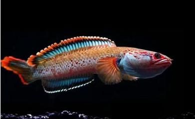 龍魚可以放生嗎：如何判斷龍魚放生后的生存率，替代放生的龍魚處理方法