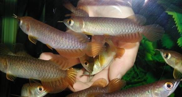 龍魚可以放生嗎：如何判斷龍魚放生后的生存率，替代放生的龍魚處理方法