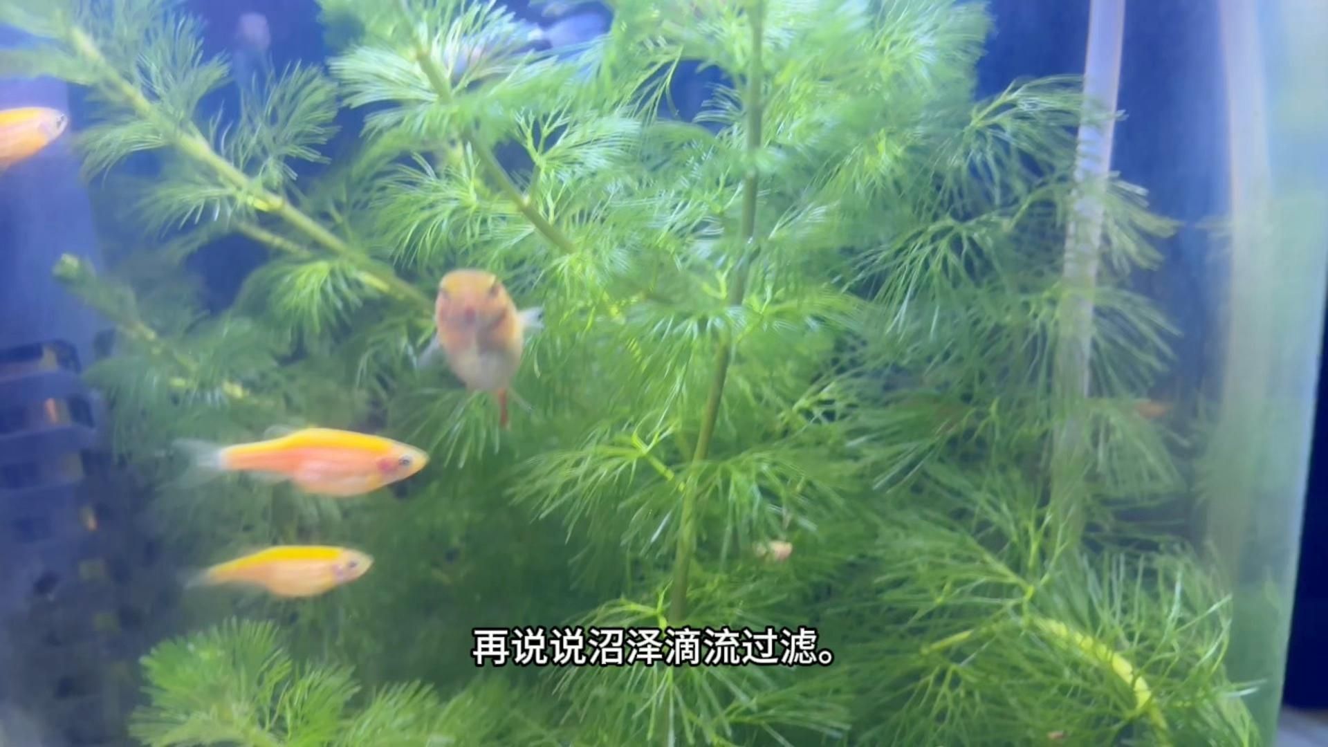 魚缸的過濾系統如何選擇 魚缸的過濾系統如何選擇 龍魚百科 第5張