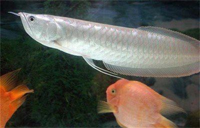 銀龍魚適宜的蔬菜種類：銀龍魚蔬菜喂養注意事項