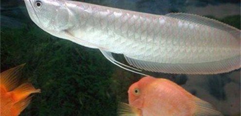 銀龍魚適宜的蔬菜種類：銀龍魚蔬菜喂養注意事項