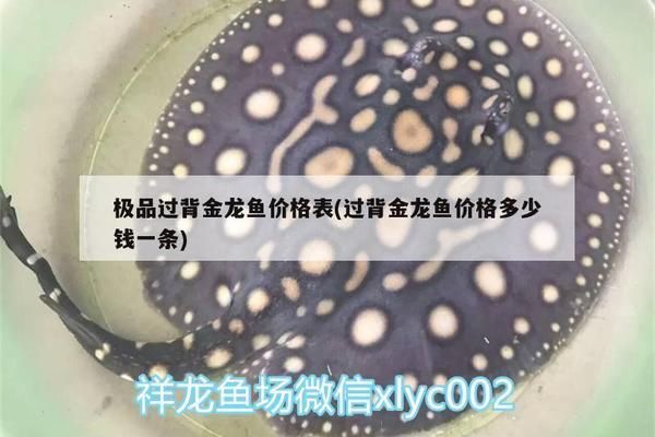 極品過背金龍魚價格多少一條（極品過背金龍魚價格查詢紫底過背金龍魚價格查詢） 極品過背金龍魚價格多少一條（極品過背金龍魚價格查詢紫底過背金龍魚價格查詢） 龍魚百科 第4張