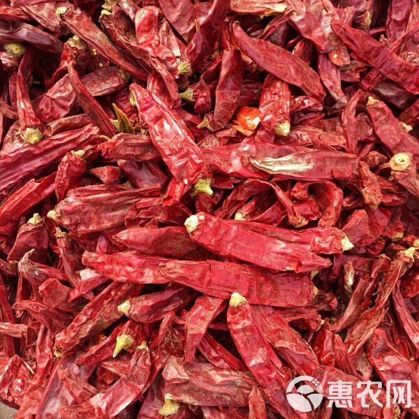 紫艷辣椒紅龍的價格是多少？ 紫艷辣椒紅龍的價格是多少？ 龍魚百科 第1張