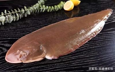 龍魚(yú)是海魚(yú)嗎：龍魚(yú)不是海魚(yú)，而是淡水魚(yú)