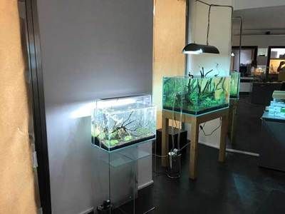 水族館加盟找祥龍魚場多少錢一個月（水族館加盟費是多少） 水族館加盟找祥龍魚場多少錢一個月（水族館加盟費是多少） 龍魚百科 第7張