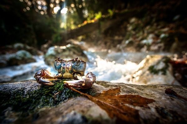 龍魚身上有小白點是什么病：龍魚白點病的早期癥狀，如何正確提高水溫治白點
