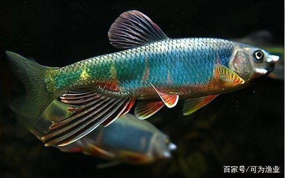 鱲魚 龍魚百科 第1張 鱲魚 鱲魚 龍魚百科 第1張