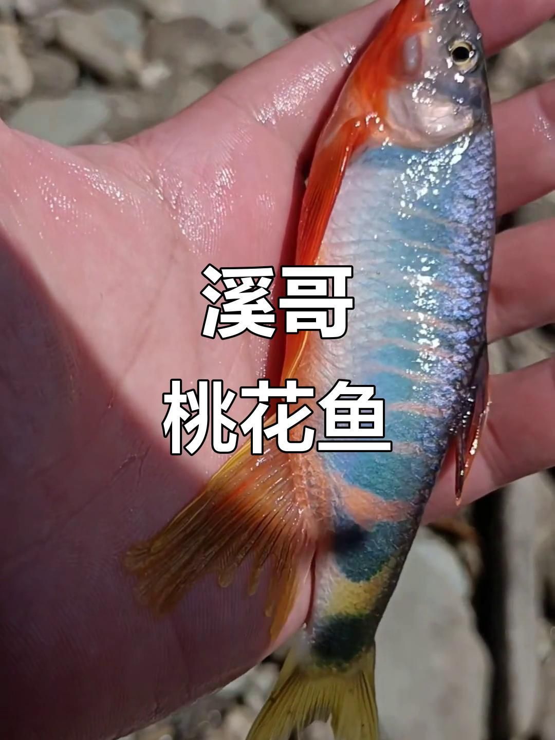 鱲魚 龍魚百科 第2張 鱲魚 鱲魚 龍魚百科 第2張
