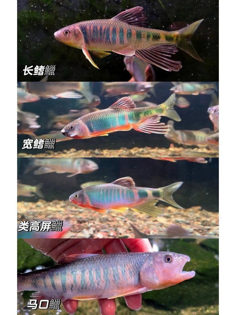 鱲魚 龍魚百科 第4張 鱲魚 鱲魚 龍魚百科 第4張