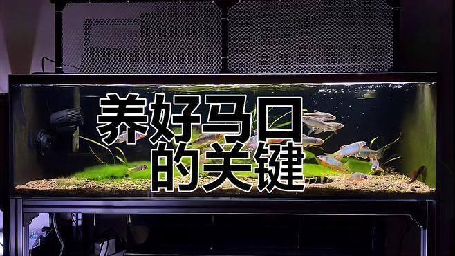 鱲魚 龍魚百科 第3張 鱲魚 鱲魚 龍魚百科 第3張