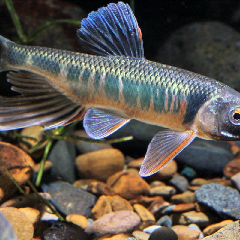 鱲魚 龍魚百科 第6張 鱲魚 鱲魚 龍魚百科 第6張