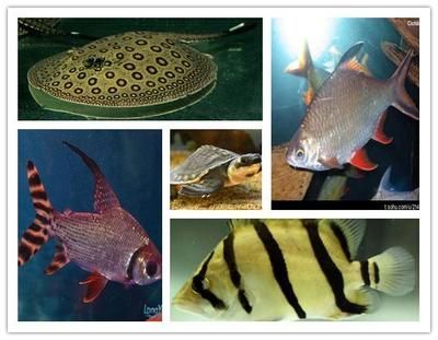 龍魚和虎魚怎樣搭配養(yǎng)魚好：龍魚和虎魚混養(yǎng)的注意事項(xiàng)