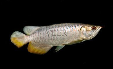龍魚上色燈哪個牌子好用（龍魚上色燈哪個牌子好） 龍魚上色燈哪個牌子好用（龍魚上色燈哪個牌子好） 龍魚百科 第5張