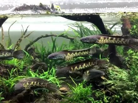 黃金眼鏡蛇雷龍魚怎么養