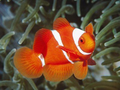 風水學和生肖屬龍的人養魚的數量有一些講究，建議養六條魚：屬龍人養魚的數量有講究嗎？ 風水學和生肖屬龍的人養魚的數量有一些講究，建議養六條魚：屬龍人養魚的數量有講究嗎？ 龍魚百科 第3張