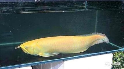 黃化紅眼白子銀龍魚（如何鑒別黃化紅眼白子銀龍魚的市場價格） 黃化紅眼白子銀龍魚（如何鑒別黃化紅眼白子銀龍魚的市場價格） 龍魚百科 第3張