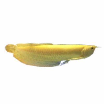 黃化紅眼白子銀龍魚（如何鑒別黃化紅眼白子銀龍魚的市場價格） 黃化紅眼白子銀龍魚（如何鑒別黃化紅眼白子銀龍魚的市場價格） 龍魚百科 第4張