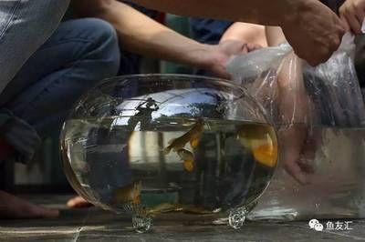 國內首例龍魚繁殖（你們期待國內首例紅龍與金龍的配對繁殖成功案例發生在2017年）