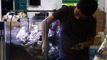 國內首例龍魚繁殖（你們期待國內首例紅龍與金龍的配對繁殖成功案例發生在2017年）
